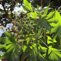 EvasHair - Lwil Maskriti - Huile De Ricin Noir D'Haïti (multi-usage) -Shea Moisture Boutique eva hair huile 3